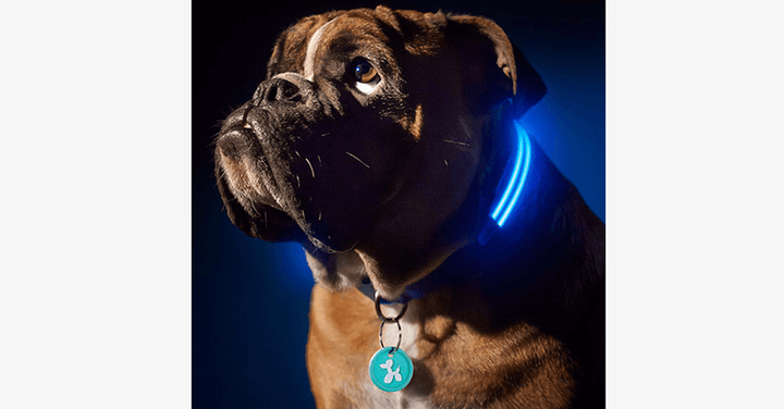 LED Hundhalsband – Håll ett öga på ditt husdjur!