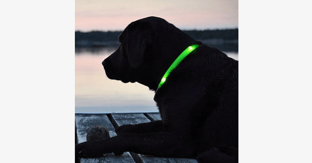 LED Hundhalsband – Håll ett öga på ditt husdjur!