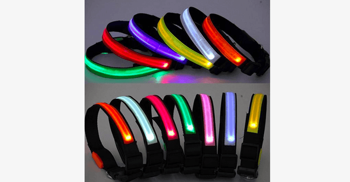 LED Hundhalsband – Håll ett öga på ditt husdjur!