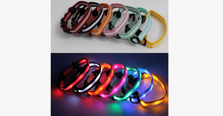 LED Hundhalsband – Håll ett öga på ditt husdjur!