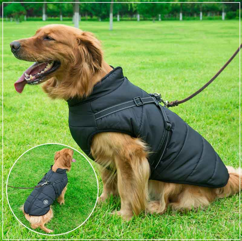 Vinterhundjacka med sele |