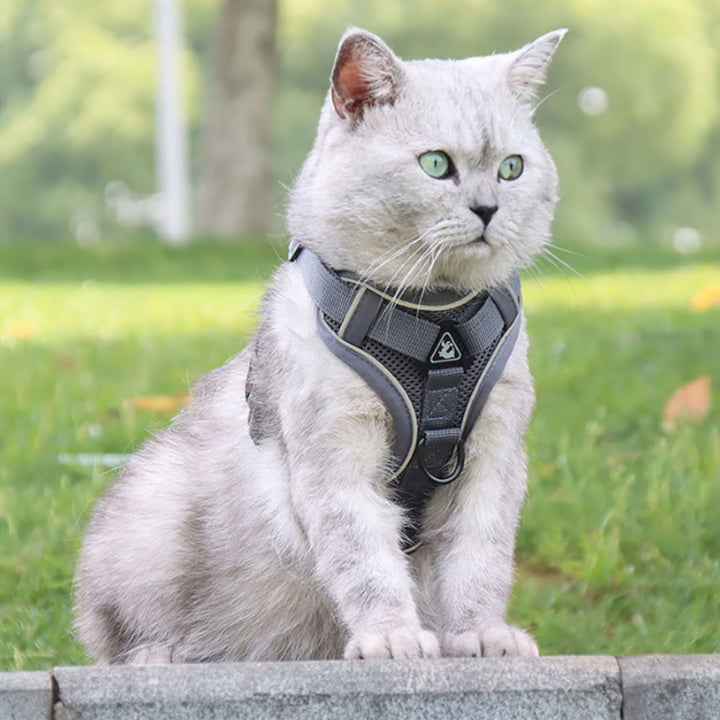 Bekväm Kattsele