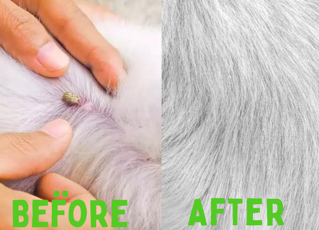 Flea and Tick Collar - FleaGuard