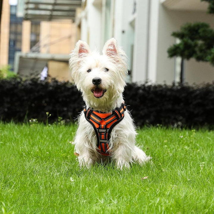 FlexHarness  •  Hundsele utan drag