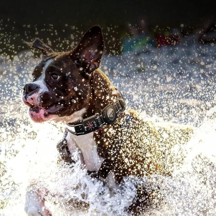 GlowGuard • AirTag Hundhalsband