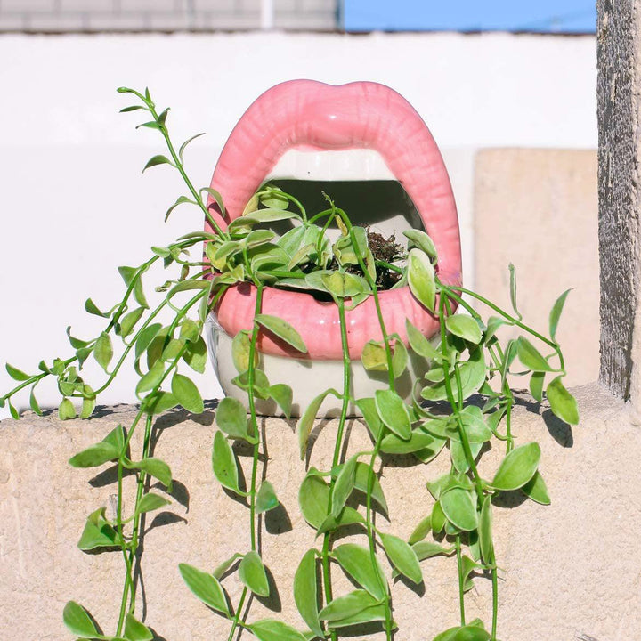 Läppblomkruka
