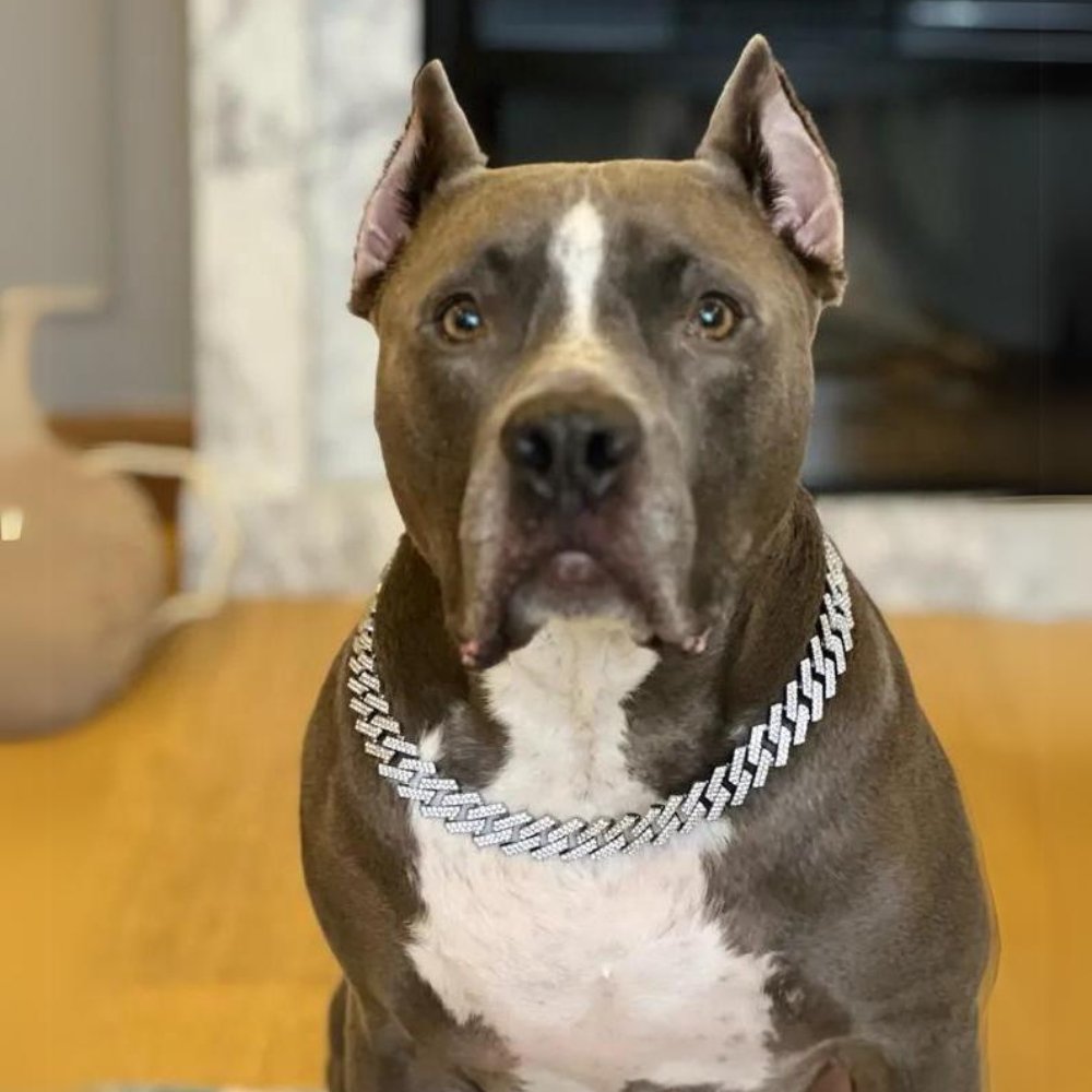 LuxeLink • Hund Guld Kedja Halsband