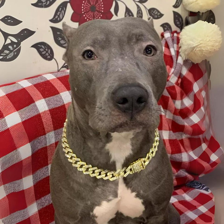 LuxeLink • Hund Guld Kedja Halsband