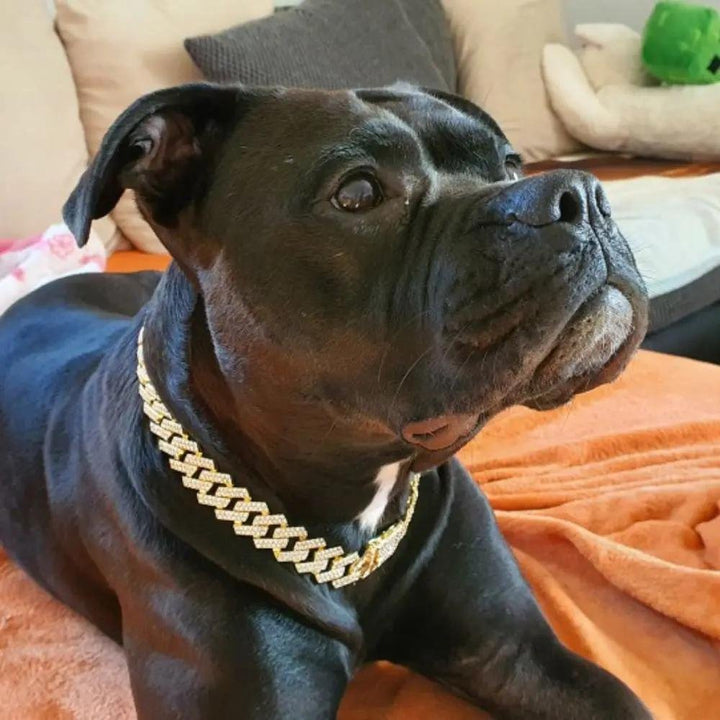 LuxeLink • Hund Guld Kedja Halsband