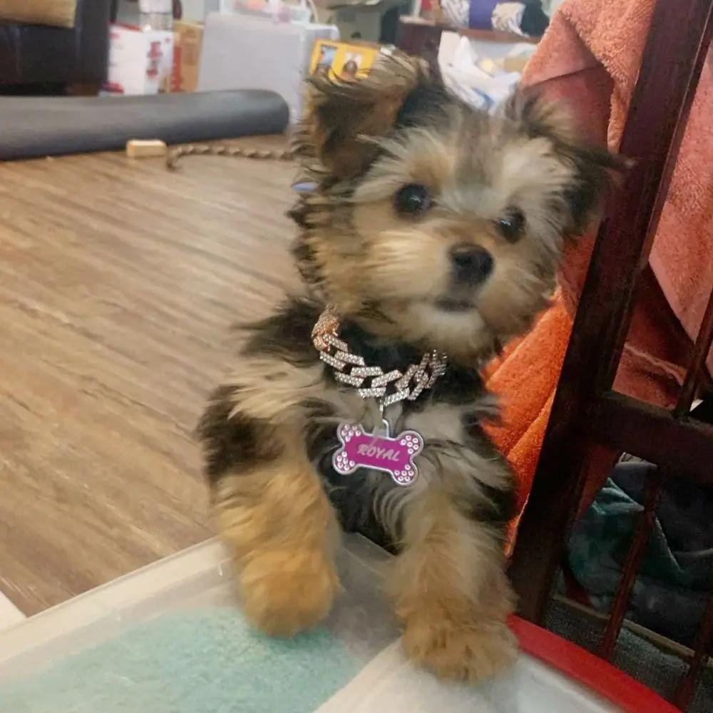 LuxeLink • Hund Guld Kedja Halsband
