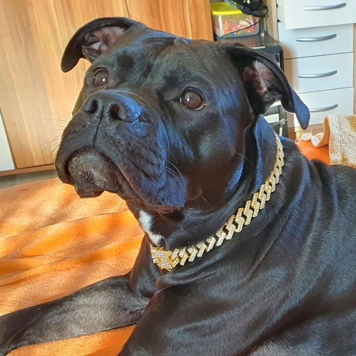 LuxeLink • Hund Guld Kedja Halsband
