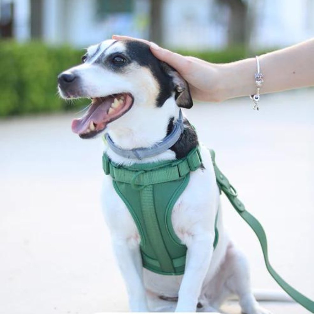 PaddedControl • Ingen Drag Hundsele