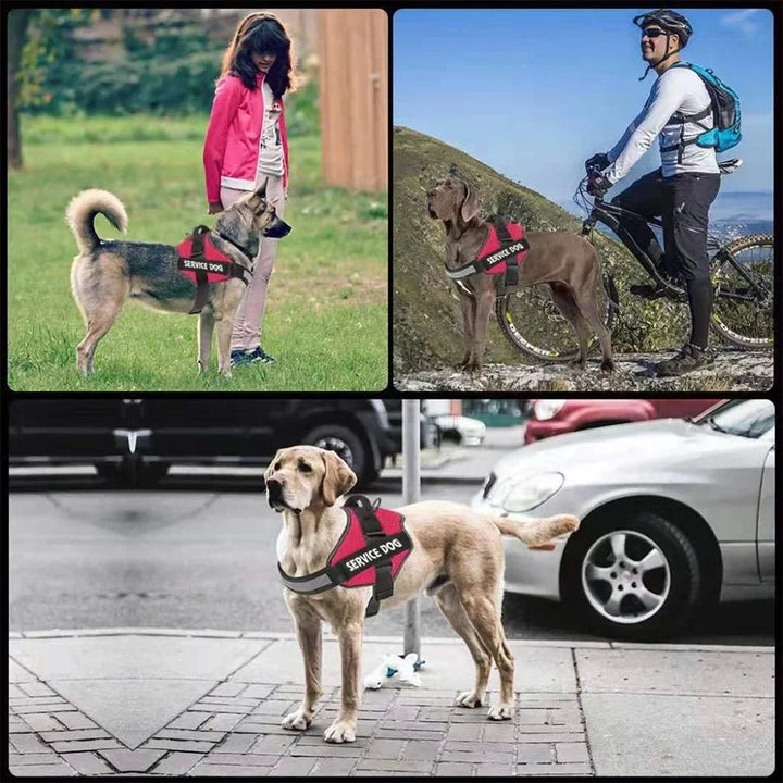 PawsFit • Ingen Dragsele för Hundar