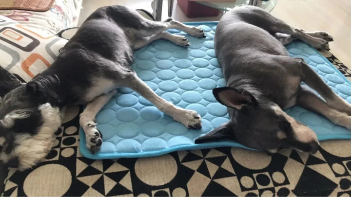 Hundkylande Mat Sommar Pad för Hundar Kattfilt Andningsbar Hundsäng Kennel Valp Sova Soffkudde Hundtillbehör |