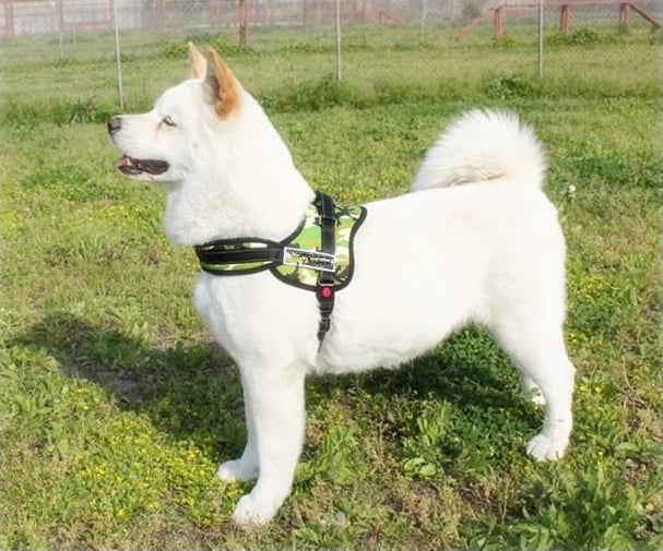 Hundpromenadsele |