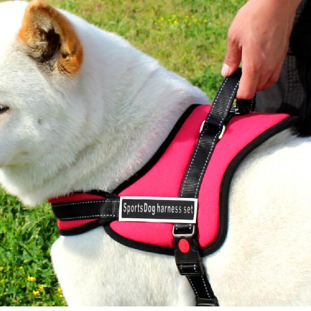 Hundpromenadsele |