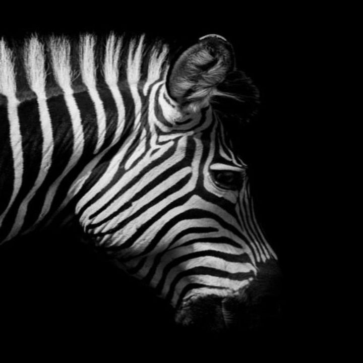 Natur Vilda Djur Afrika Vilda Djur Svart Vit - Canvas Väggkonst Målning