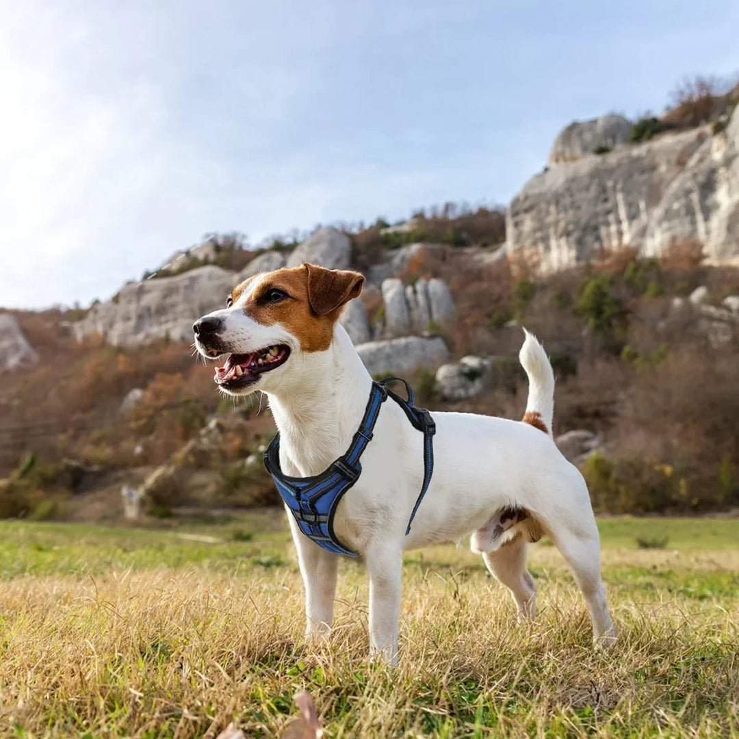ReflectaGuard •  Ingen Drag Hundsele