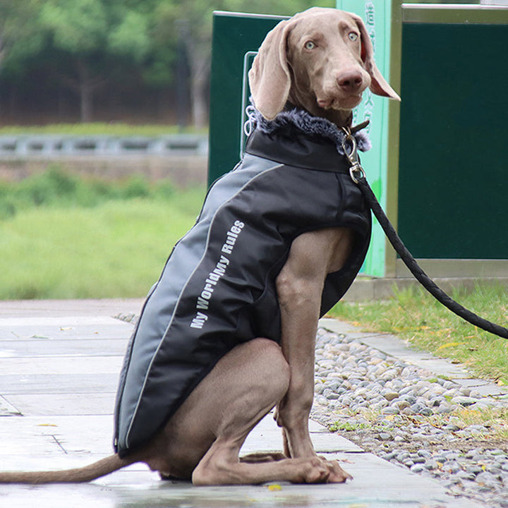 Reflekterande Hundjacka med Sele - GlowPaw™
