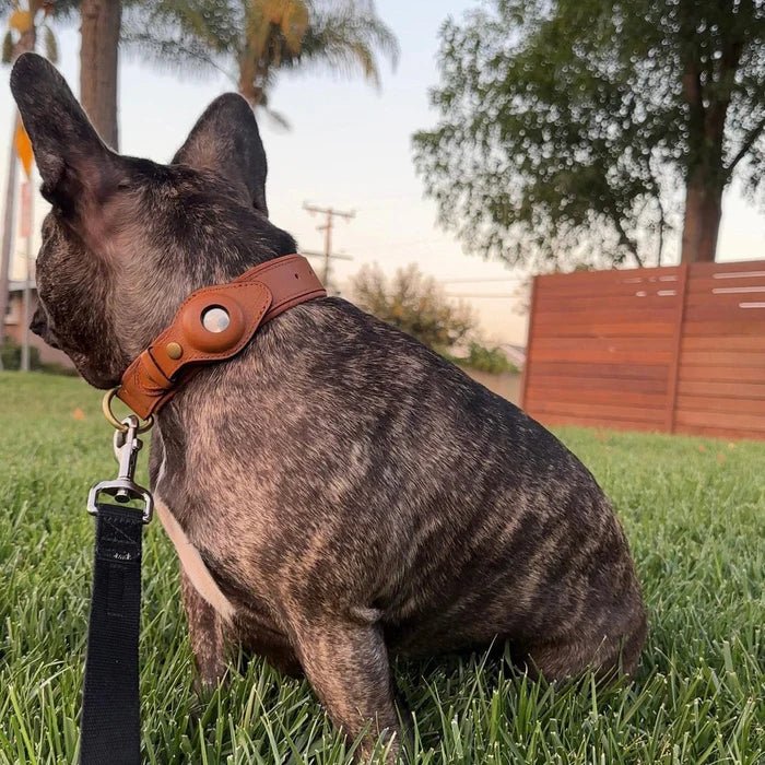 SafeTrack • Premium AirTag Hundhalsband