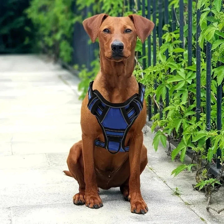 TotalControl •  Ingen Drag Hundsele